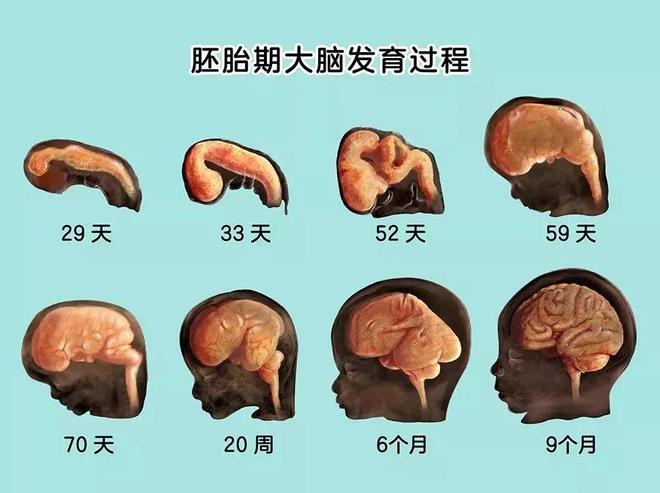 重要提醒：3岁后孩子大脑发育减缓这种能力不及时锻炼耽九游会J9 J9九游会误一辈子！(图1)
